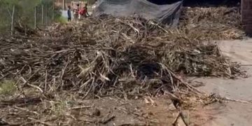 Motorista morre após carreta com cana-de-açúcar tombar na Baixada Campista