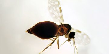 Antes restrita à Amazônia, febre oropouche se espalha pelo país