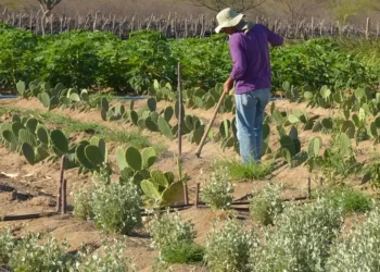 Rendimento de trabalhador rural sobe 5,5% no 1º trimestre