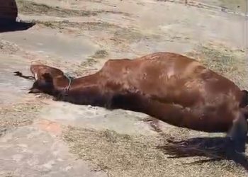 Cavalo Morto