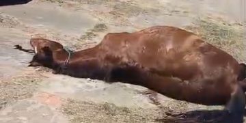 Cavalo Morto