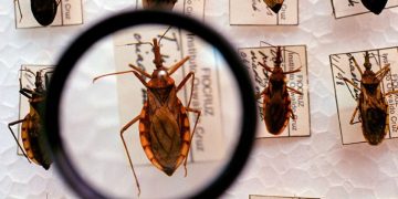 Barbeiro Chagas 3