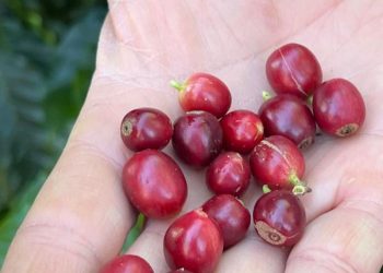 Cafe Produizido Pela Fazenda Florenca