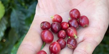 Cafe Produizido Pela Fazenda Florenca