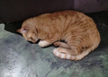 Gato Envenenado V0 H7n78y67eyyd1