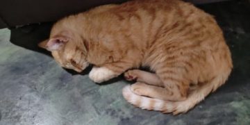 Gato Envenenado V0 H7n78y67eyyd1