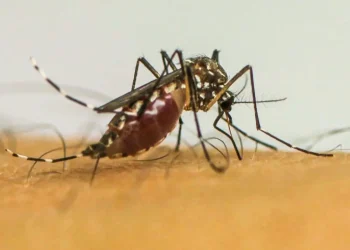 Mosquito