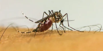 Mosquito