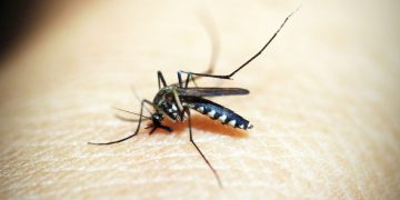 Mosquito 1548947