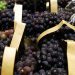 Uva Frutas Supermercado Exportacao De Frutas Abr 20220729 0904
