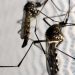 Mosquitos Aedes Aegypti Dengue