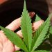Cannabis 5003423