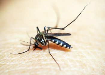 Mosquito 1548947