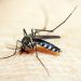 Mosquito 1548947