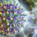 Virus Nipah E1769515319494
