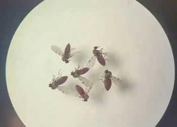 240718 Mosquito Culicoides Paraensis1 800x600 0