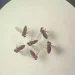 240718 Mosquito Culicoides Paraensis1 800x600 0