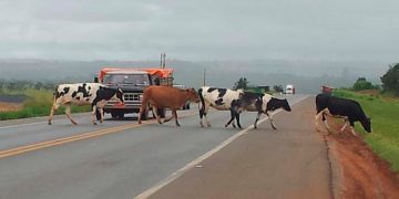 Animais Na Pista