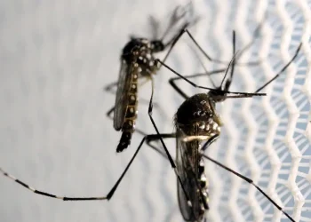 Mosquitos Aedes Aegypti Dengue