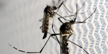 Mosquitos Aedes Aegypti Dengue