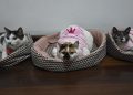 IMG 5217