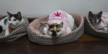 IMG 5217