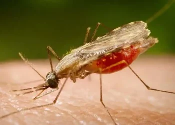 Anopheles.portalbiologia