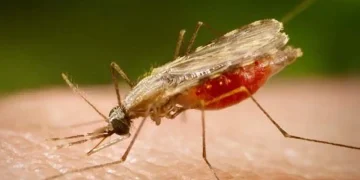 Anopheles.portalbiologia