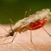 Anopheles.portalbiologia