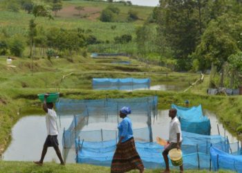 Fao Fishing Tilapia1
