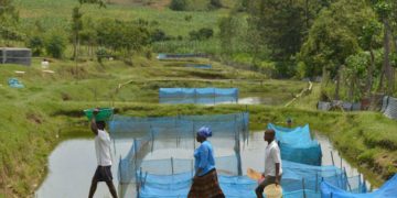 Fao Fishing Tilapia1