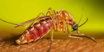 Culex Quinquefasciatus Female Feeding 16 9