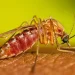 Culex Quinquefasciatus Female Feeding 16 9