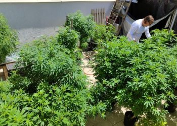 Cannabis