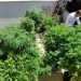 Cannabis
