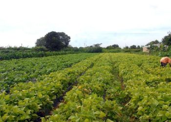 Lavoura Agricultura Familiar