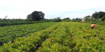 Lavoura Agricultura Familiar